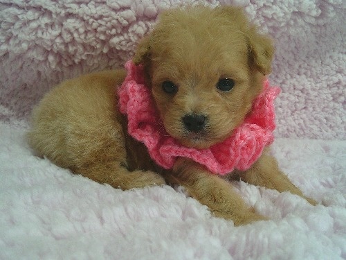 �~�b�N�X�̎q���iID:1246611510�j��2���ڂ̎ʐ^/�X�V��:2026-01-30