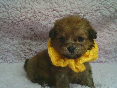 �~�b�N�X�̎q���iID:1246611511�j��1���ڂ̎ʐ^/�X�V��:2026-01-30