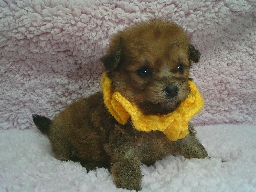 �~�b�N�X�̎q���iID:1246611511�j��2���ڂ̎ʐ^/�X�V��:2026-01-30