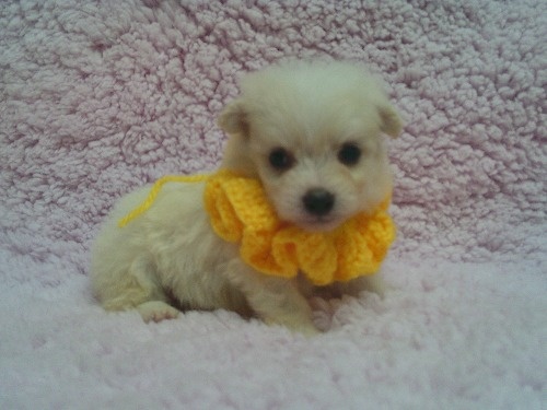 �~�b�N�X�̎q���iID:1246611512�j��1���ڂ̎ʐ^/�X�V��:2026-02-10