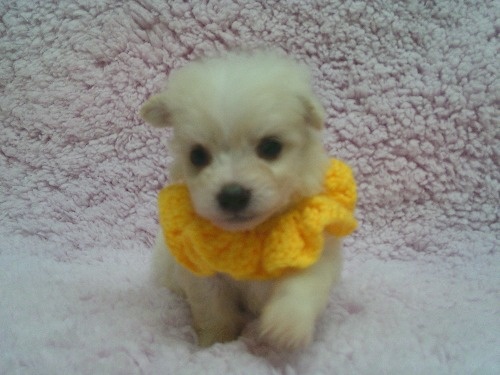 �~�b�N�X�̎q���iID:1246611512�j��2���ڂ̎ʐ^/�X�V��:2026-02-10