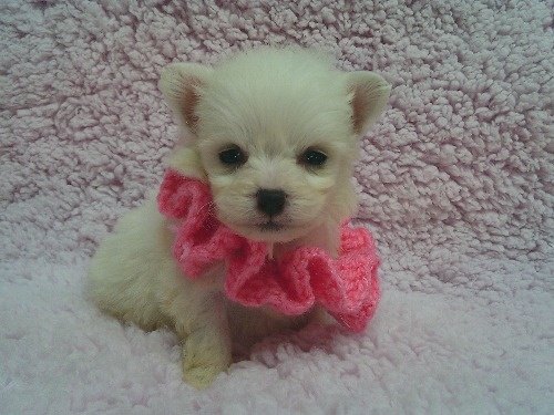 �~�b�N�X�̎q���iID:1246611513�j��1���ڂ̎ʐ^/�X�V��:2026-02-10