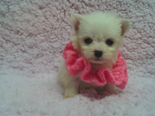 �~�b�N�X�̎q���iID:1246611513�j��2���ڂ̎ʐ^/�X�V��:2026-02-10