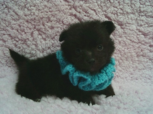 �~�b�N�X�̎q���iID:1246611514�j��1���ڂ̎ʐ^/�X�V��:2026-02-21