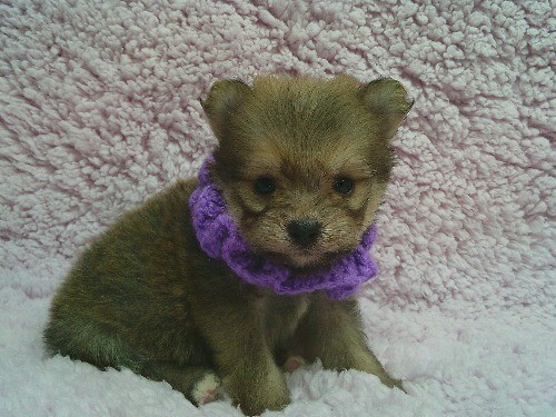 �~�b�N�X�̎q���iID:1246611515�j��2���ڂ̎ʐ^/�X�V��:2026-02-21