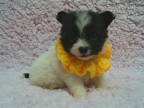 �~�b�N�X�̎q���iID:1246611516�j��2���ڂ̎ʐ^/�X�V��:2026-02-21