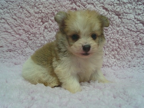 �~�b�N�X�̎q���iID:1246611517�j��1���ڂ̎ʐ^/�X�V��:2026-02-21