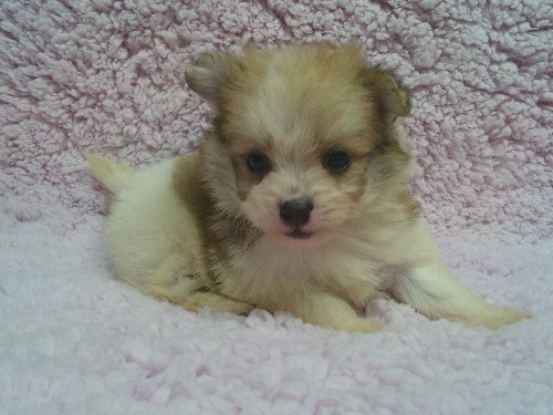 �~�b�N�X�̎q���iID:1246611517�j��2���ڂ̎ʐ^/�X�V��:2026-02-21