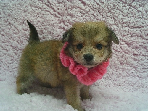 �~�b�N�X�̎q���iID:1246611518�j��1���ڂ̎ʐ^/�X�V��:2026-02-21