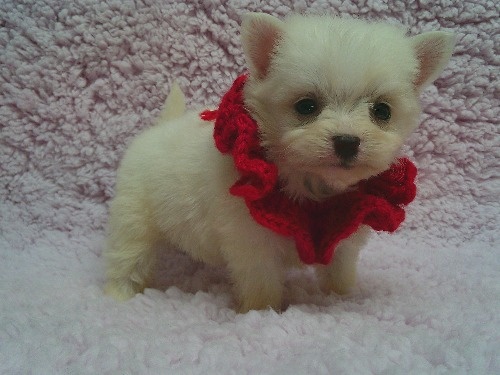 �~�b�N�X�̎q���iID:1246611519�j��1���ڂ̎ʐ^/�X�V��:2026-02-21