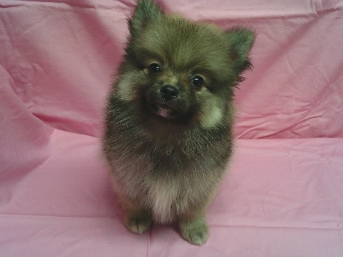 �|�����j�A���̎q���iID:1246611522�j��1���ڂ̎ʐ^/�X�V��:2026-03-14