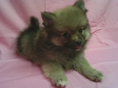 �|�����j�A���̎q���iID:1246611522�j��2���ڂ̎ʐ^/�X�V��:2026-03-14