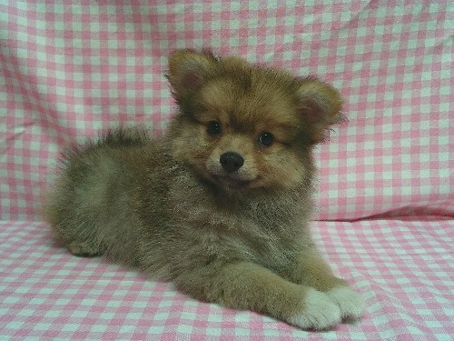 �|�����j�A���̎q���iID:1246611523�j��1���ڂ̎ʐ^/�X�V��:2026-03-19