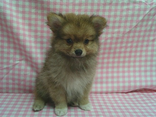 �|�����j�A���̎q���iID:1246611523�j��2���ڂ̎ʐ^/�X�V��:2026-03-19