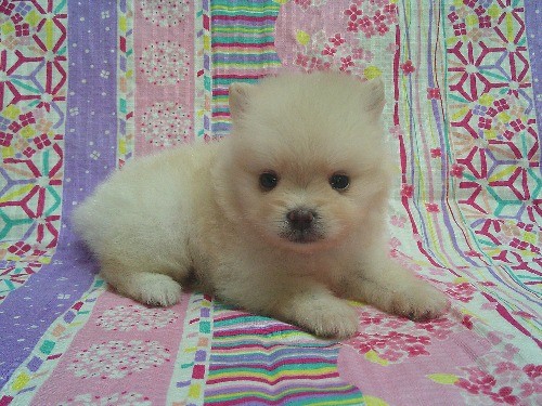 �|�����j�A���̎q���iID:1246611524�j��1���ڂ̎ʐ^/�X�V��:2026-03-31