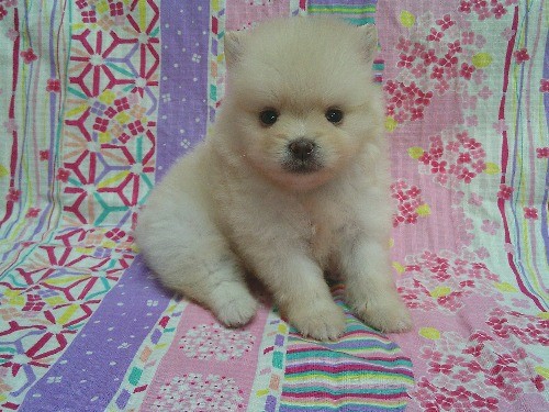 �|�����j�A���̎q���iID:1246611524�j��2���ڂ̎ʐ^/�X�V��:2026-03-31