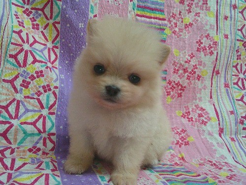 �|�����j�A���̎q���iID:1246611525�j��1���ڂ̎ʐ^/�X�V��:2026-03-31