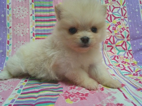 �|�����j�A���̎q���iID:1246611525�j��2���ڂ̎ʐ^/�X�V��:2026-03-31