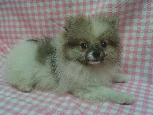 �|�����j�A���̎q���iID:1246611526�j��1���ڂ̎ʐ^/�X�V��:2026-04-04