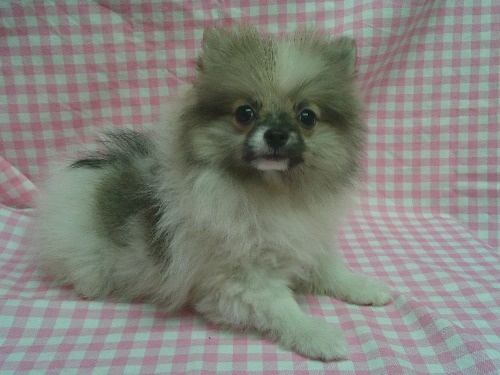 �|�����j�A���̎q���iID:1246611526�j��2���ڂ̎ʐ^/�X�V��:2026-04-04