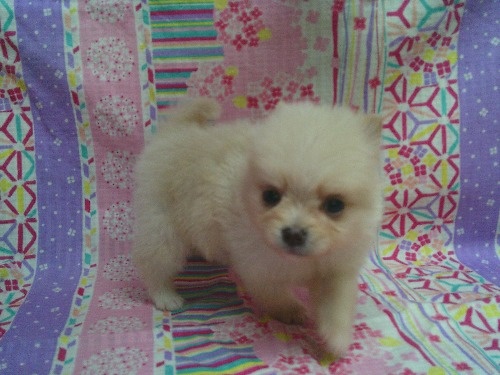 �|�����j�A���̎q���iID:1246611527�j��1���ڂ̎ʐ^/�X�V��:2026-04-04