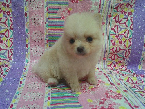 �|�����j�A���̎q���iID:1246611527�j��2���ڂ̎ʐ^/�X�V��:2026-04-04