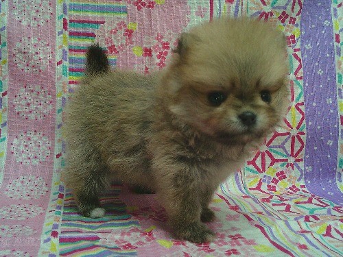 �|�����j�A���̎q���iID:1246611528�j��1���ڂ̎ʐ^/�X�V��:2026-04-04