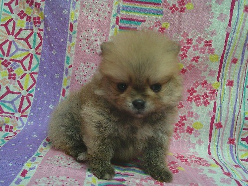 �|�����j�A���̎q���iID:1246611528�j��2���ڂ̎ʐ^/�X�V��:2026-04-04