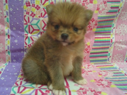 �|�����j�A���̎q���iID:1246611531�j��1���ڂ̎ʐ^/�X�V��:2026-04-30