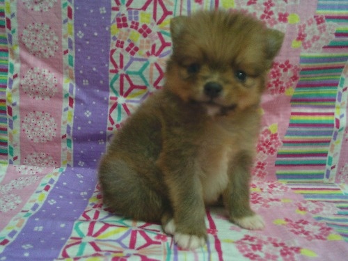 �|�����j�A���̎q���iID:1246611531�j��2���ڂ̎ʐ^/�X�V��:2026-04-30