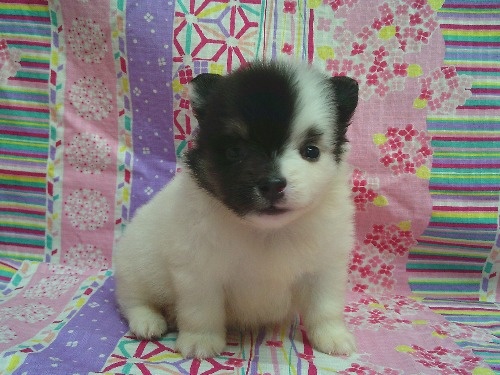 �|�����j�A���̎q���iID:1246611532�j��1���ڂ̎ʐ^/�X�V��:2026-04-30