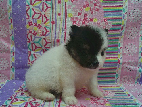 �|�����j�A���̎q���iID:1246611532�j��2���ڂ̎ʐ^/�X�V��:2026-04-30