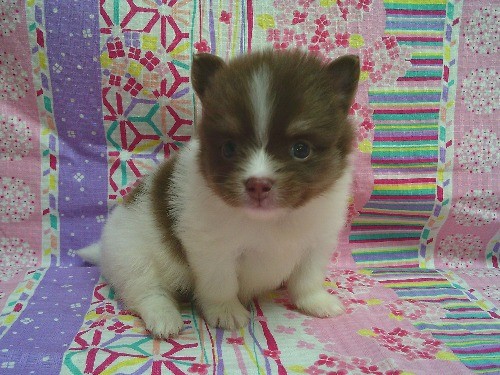 �|�����j�A���̎q���iID:1246611533�j��1���ڂ̎ʐ^/�X�V��:2026-04-30