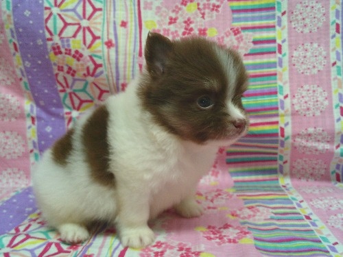 �|�����j�A���̎q���iID:1246611533�j��2���ڂ̎ʐ^/�X�V��:2026-04-30