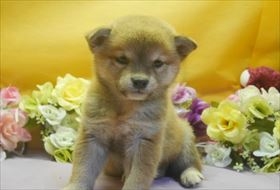 Č̎qiID:1246711611j1ڂ̎ʐ^/XV:2016-11-01