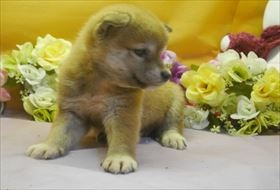 Č̎qiID:1246711611j2ڂ̎ʐ^/XV:2016-11-01