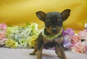 ~j`AsV[̎qiID:1246711658j1ڂ̎ʐ^/XV:2016-12-20