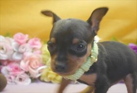 ~j`AsV[̎qiID:1246711658j2ڂ̎ʐ^/XV:2016-12-20