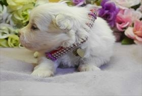 ポメラニアンの子犬(ID:1246711806)の2枚目の写真/更新日:2018-06-04