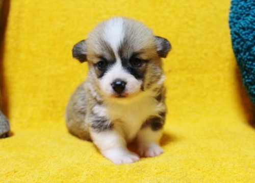 ウェルシュ・コーギー・ペンブロークの子犬（ID:1246811004）の1枚目の写真/更新日:2020-08-15