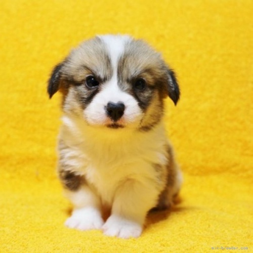ウェルシュ・コーギー・ペンブロークの子犬（ID:1246811007）の1枚目の写真/更新日:2023-02-14