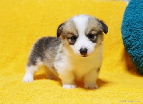 ウェルシュ・コーギー・ペンブロークの子犬（ID:1246811007）の2枚目の写真/更新日:2023-02-14