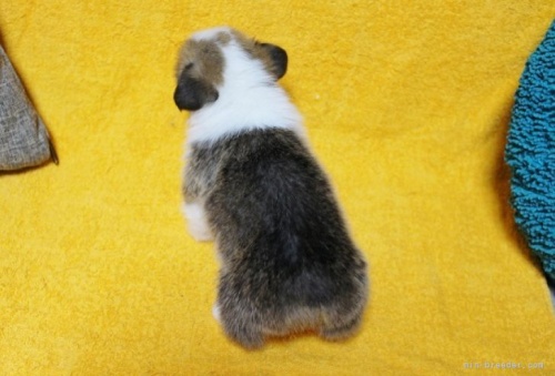 ウェルシュ・コーギー・ペンブロークの子犬（ID:1246811007）の3枚目の写真/更新日:2023-02-14