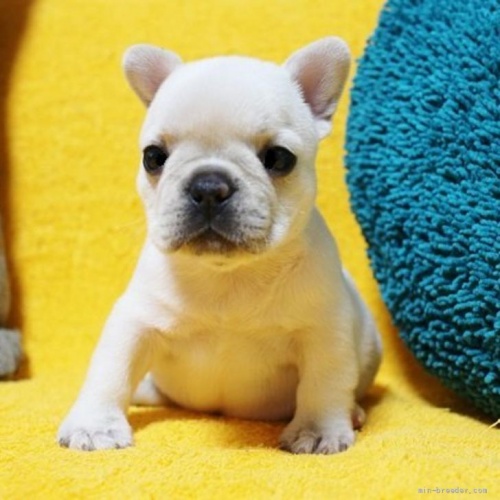 フレンチブルドッグの子犬（ID:1246811008）の1枚目の写真/更新日:2022-06-08