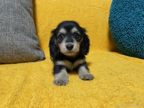 ミニチュアダックスフンド（ロング）の子犬（ID:1246811009）の1枚目の写真/更新日:2021-07-02