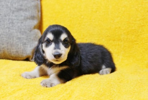 ミニチュアダックスフンド（ロング）の子犬（ID:1246811010）の3枚目の写真/更新日:2020-04-27