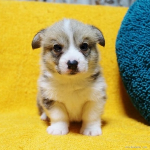 ウェルシュ・コーギー・ペンブロークの子犬（ID:1246811015）の1枚目の写真/更新日:2023-02-14