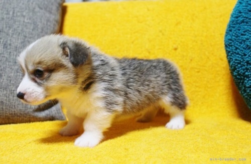 ウェルシュ・コーギー・ペンブロークの子犬（ID:1246811015）の2枚目の写真/更新日:2023-02-14