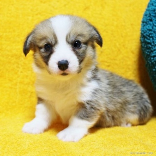 ウェルシュ・コーギー・ペンブロークの子犬（ID:1246811019）の1枚目の写真/更新日:2023-02-14