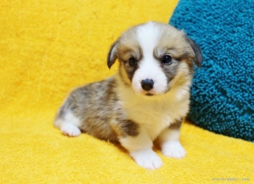 ウェルシュ・コーギー・ペンブロークの子犬（ID:1246811019）の2枚目の写真/更新日:2023-02-14